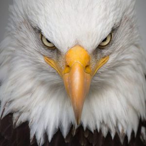 FECAites Images
